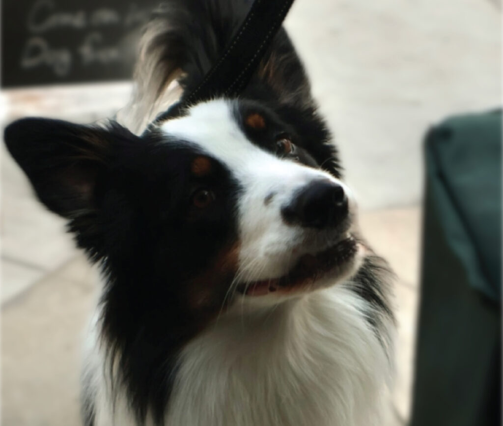 犬用CBDオイル