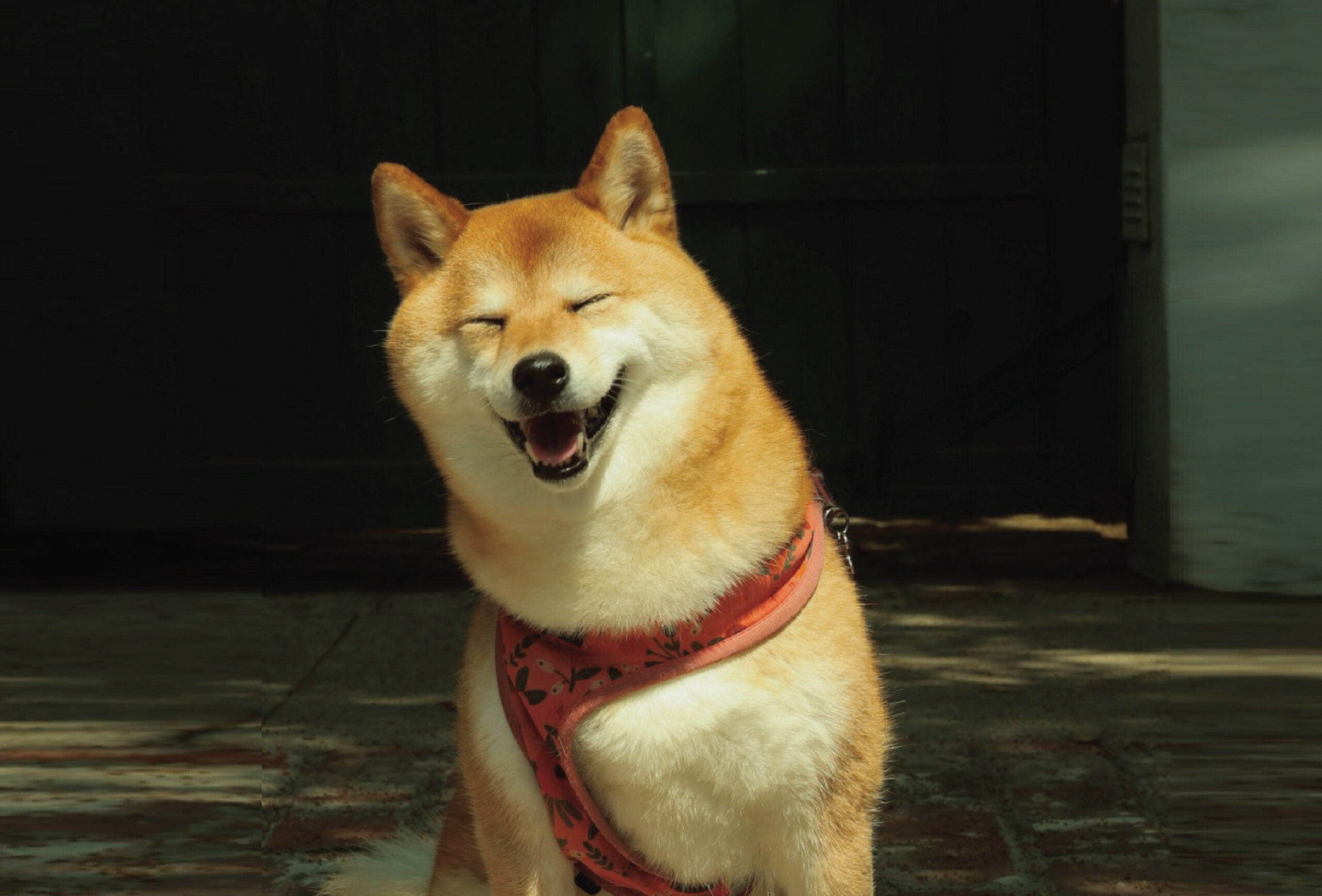 犬にCBDの効果はある？ 大切なパートナーとの使い方やメリットも！