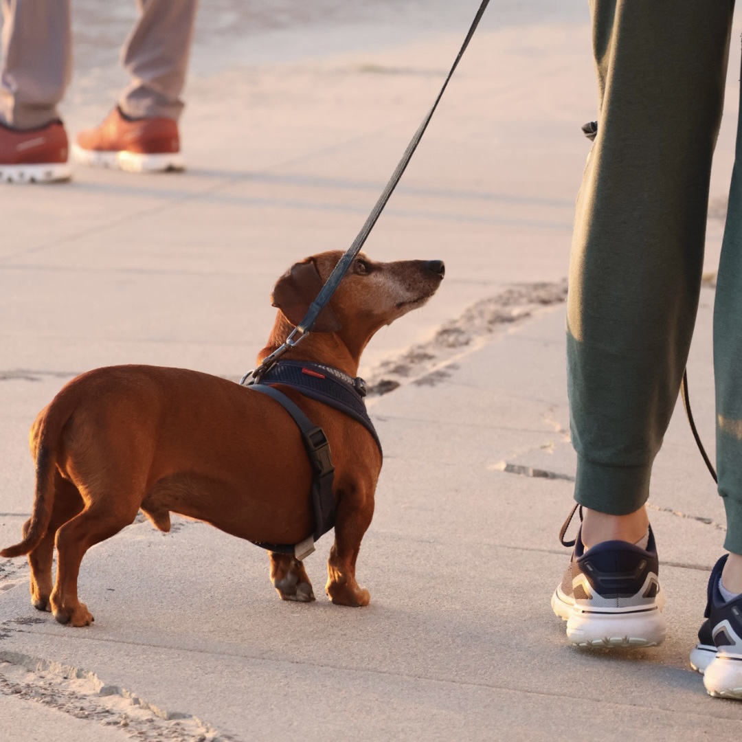 犬にも人間用のCBDオイルを使ってもいいの？
