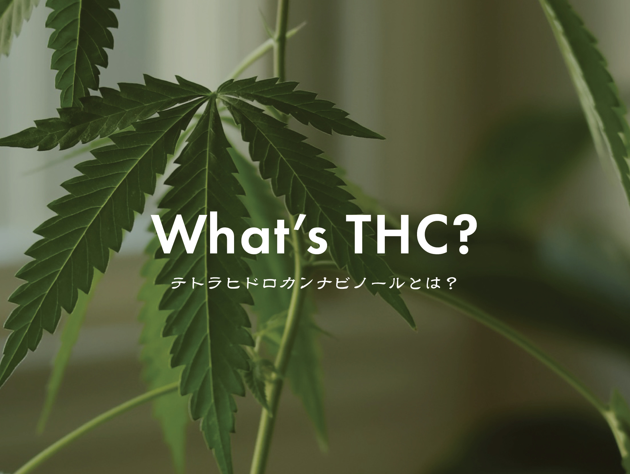THCとは?成分のこと、日本で規制されている理由など、詳しく解説!